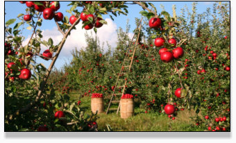 Gardening graphic with ripe apples on tree