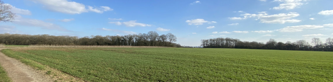 View over field looking towards Bush Wood